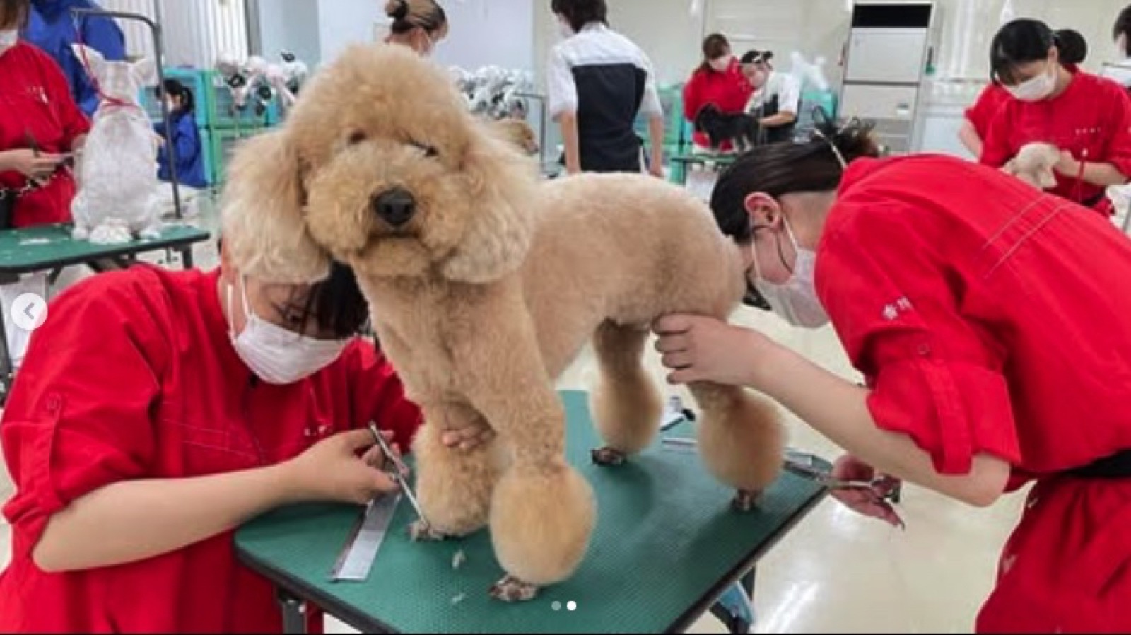 最新のトリミング設備